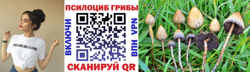 Псилоцибиновые грибы Cubensis  Купить где  Кизел 